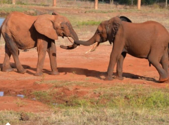Wildlife