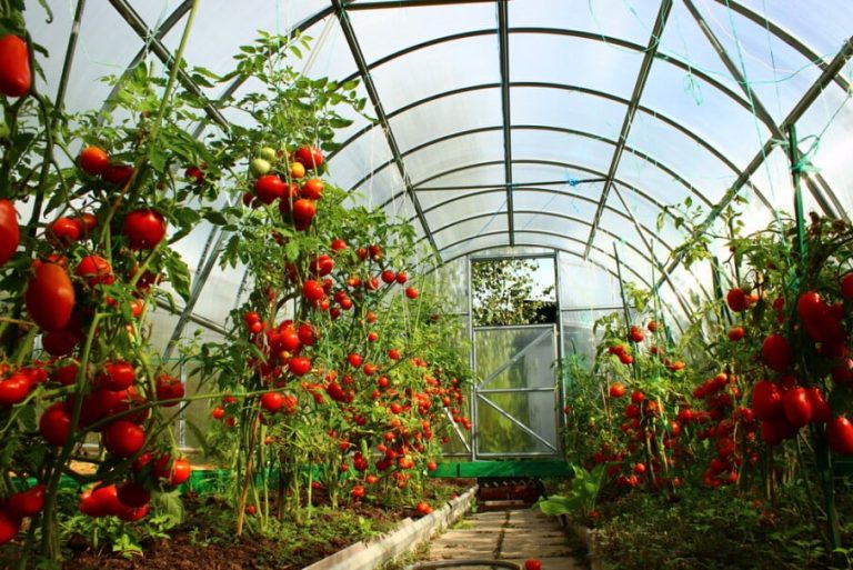 Growing Tomatoes In Greenhouses