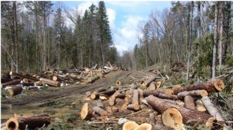 Illegal Logging