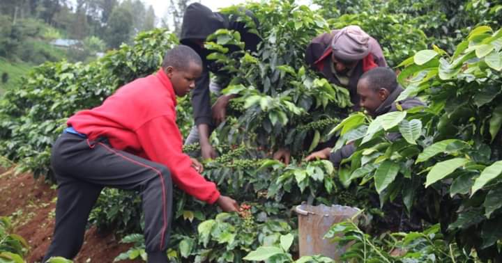 Youths attending to coffee bushes