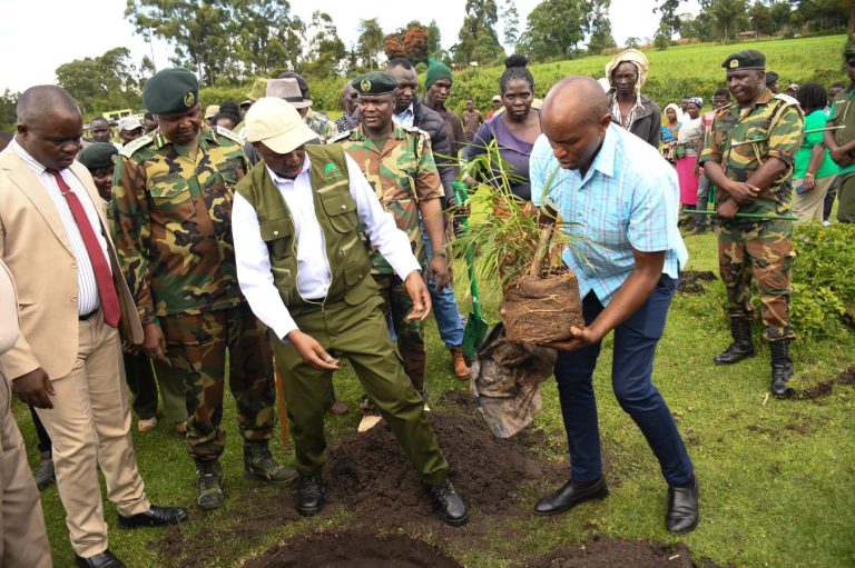 Governor George Natembeya and PS Gitonga Mugambi planting trees in Kapolet forest in Cherangani constituency in Trans Nzoia County