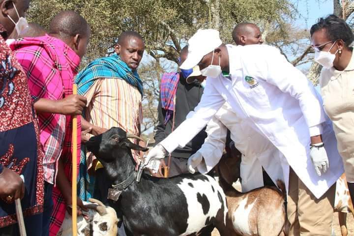 Livestock farmers in Kajiado County are being urged to vaccinate their cattle, sheep, and goats against trans-boundary diseases, particularly during the rainy season.