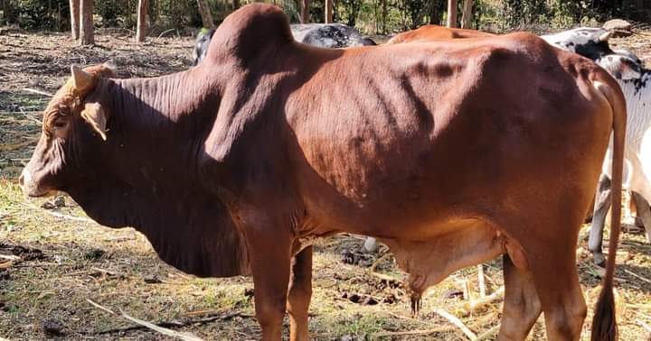State Plans For A National Federation Of Beef
