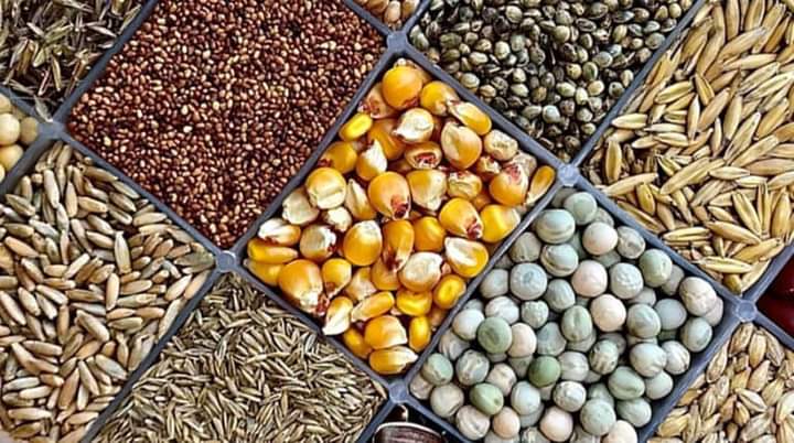 Farmers in Kenya are being urged to report anyone selling counterfeit seeds during planting seasons.