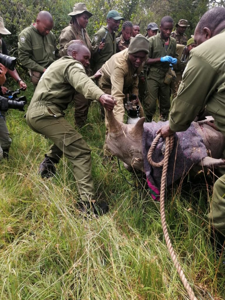 A Rhino being prepared for translation