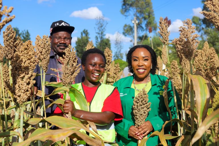 Mwea MP Mary Maingi (extreme right )admires a healthy sorghum crop farmed in the Constituency