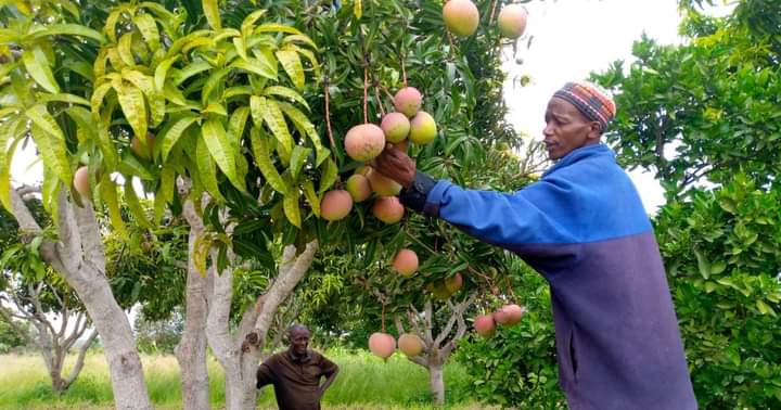 The lack of a reliable market has led to the continued exploitation of mango farmers in Makueni County