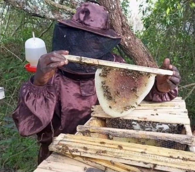 A man harvesting honey
