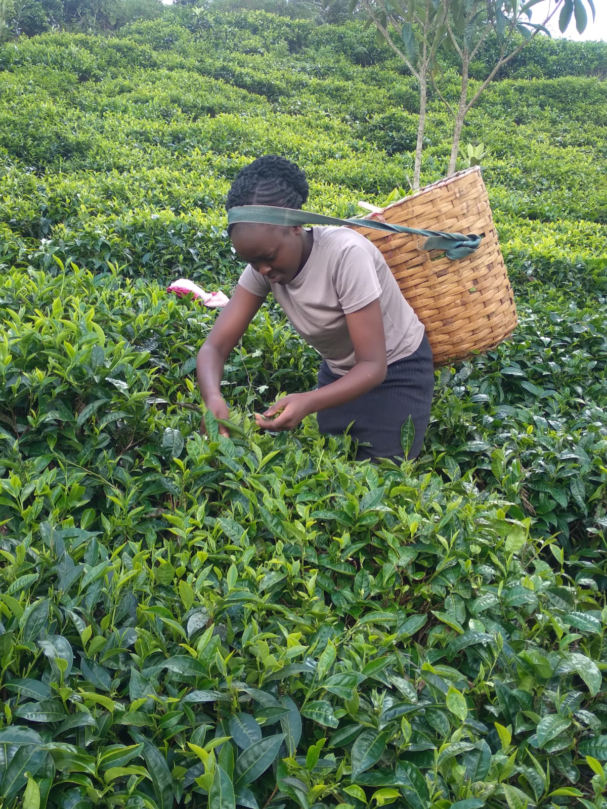 Lucy Macharia in the tea plantation scheme.