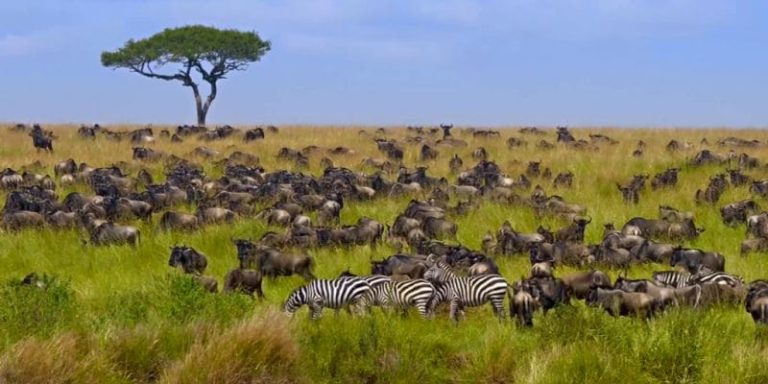 Biodiversity