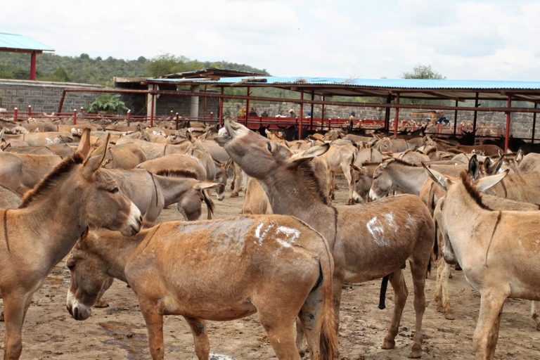 African Donkeys And Chinese Scientific Value