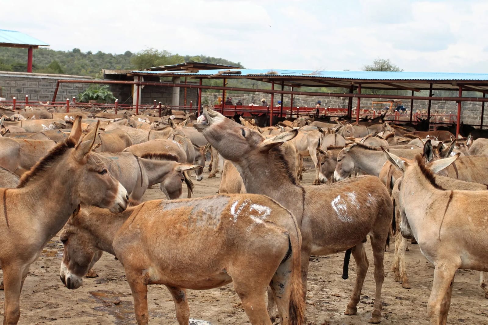 African Donkeys And Chinese Scientific Value
