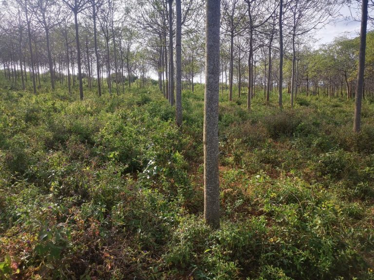 An improved Melia volkensii plantation at the Progeny Test Site (PTS) in Tiva