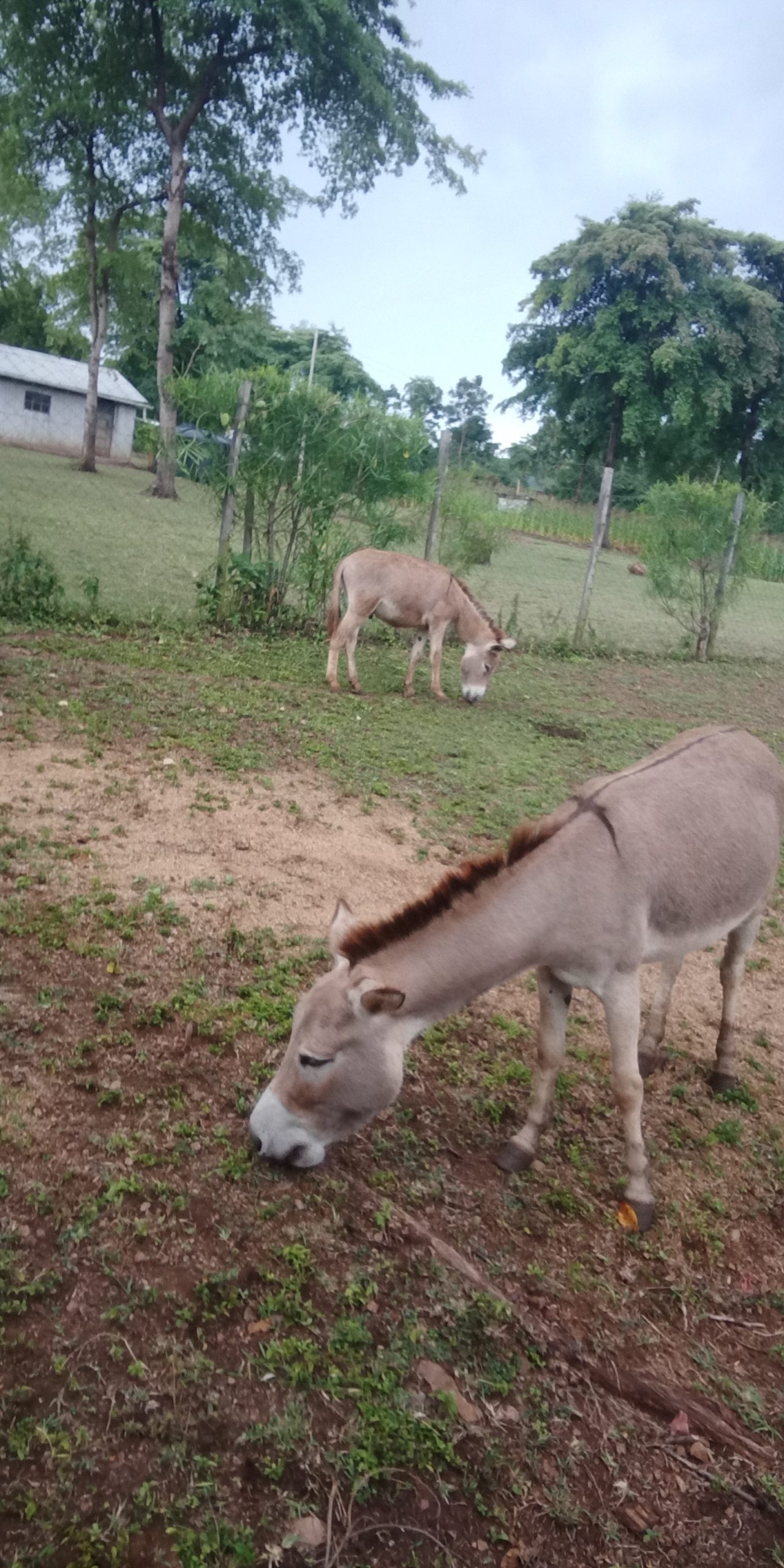 Donkey