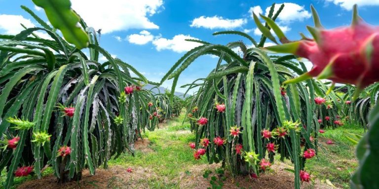 Dragon Fruit