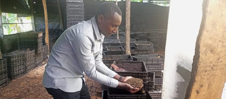 Felix Ombati attending to black soldier fly says that the farming is cheap to start, most of the products they use are wastes
