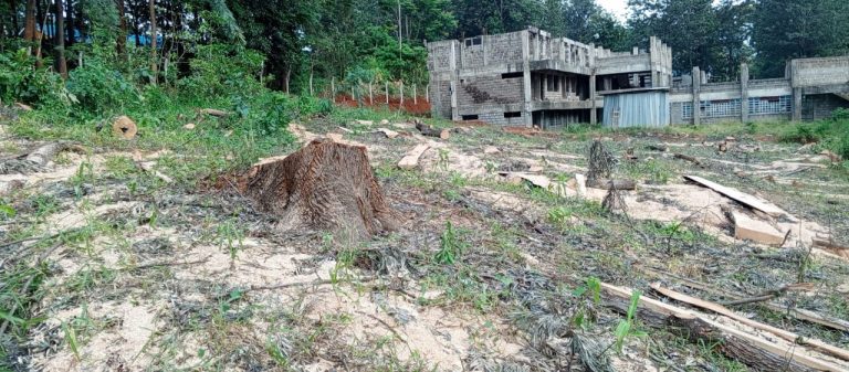Photos showing cut trees at Kenya Medical Training College, Chuka campus construction site in Tharaka Nithi County.