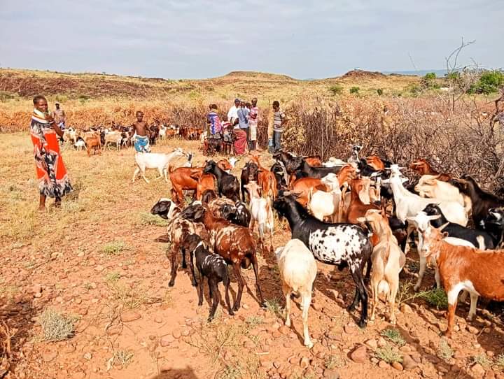 Thousands Of Livestock Vaccinated In Turkana County