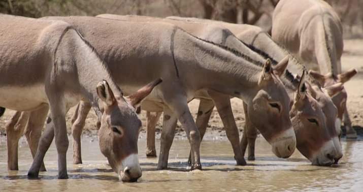 Donkeys