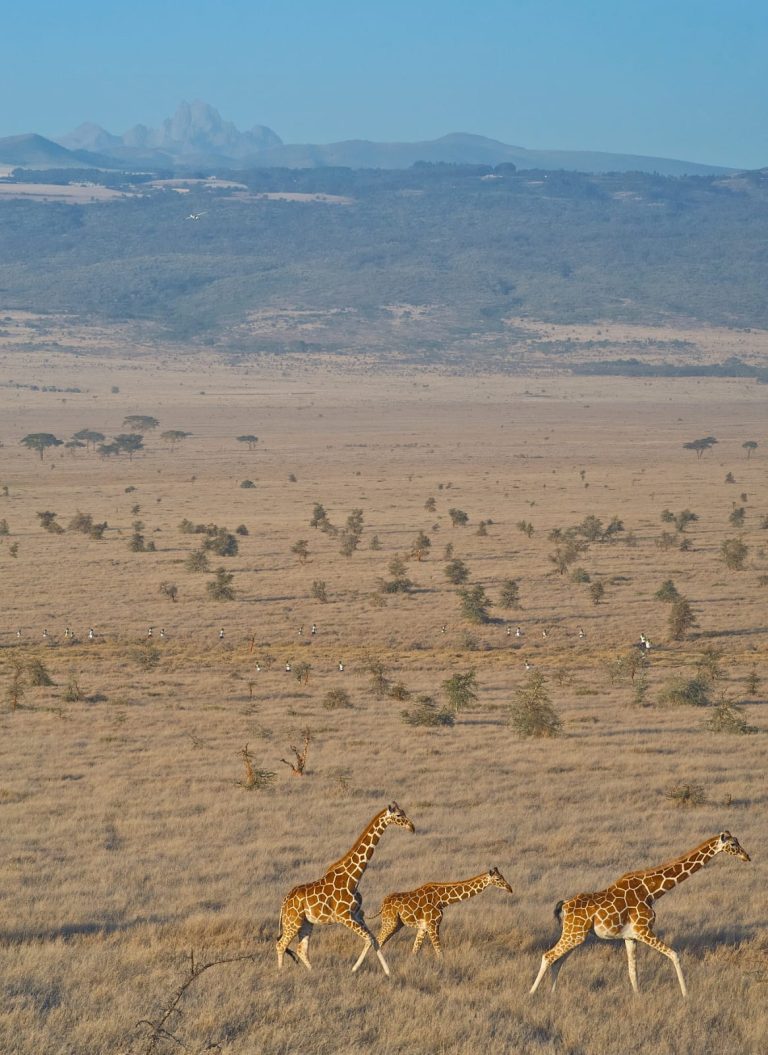 Scenic landscape of giraffes at the Amboseli National Park. Photo James Lewin Photography.