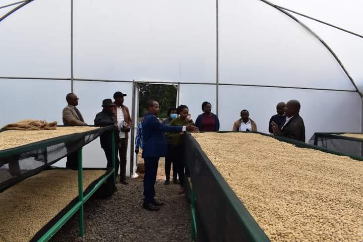 Solar Dryers In Coffee Factories To Cut Cost Of Production
