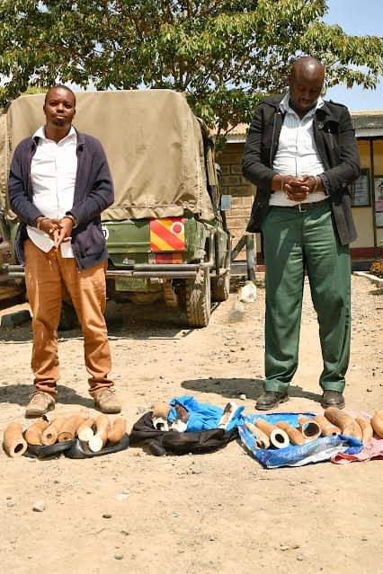 Suspects Nabbled With Ivory In Naivasha