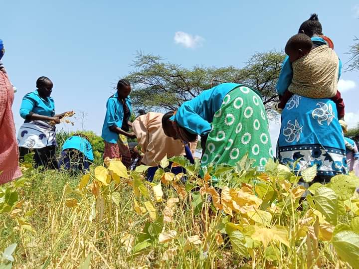 Women Chamas In Kenya’s Arid North Lead In Food Security Promotion