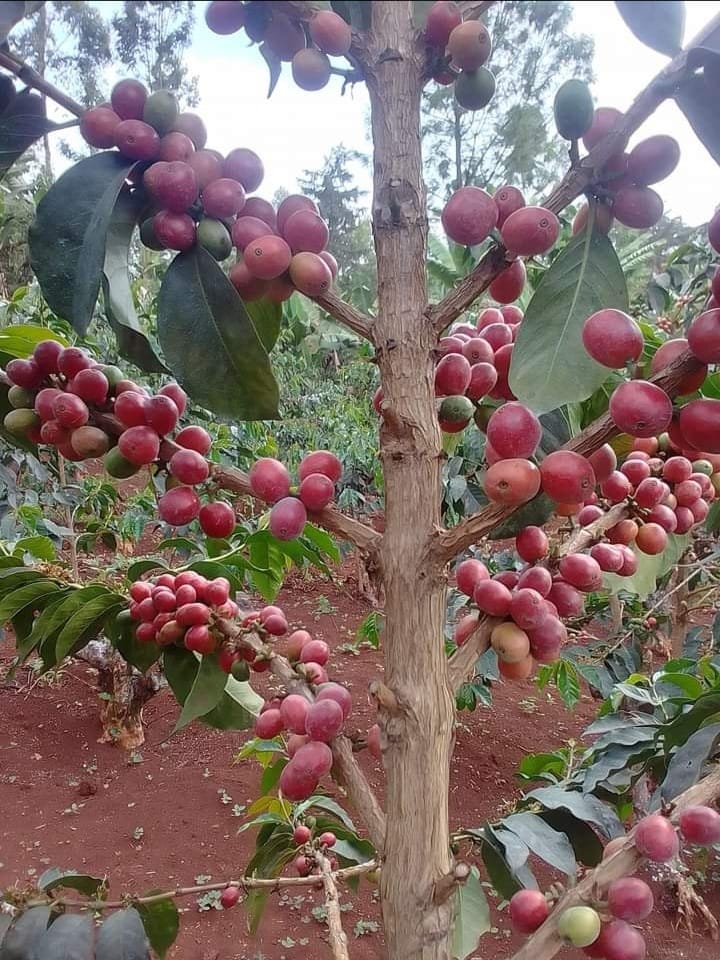Coffee