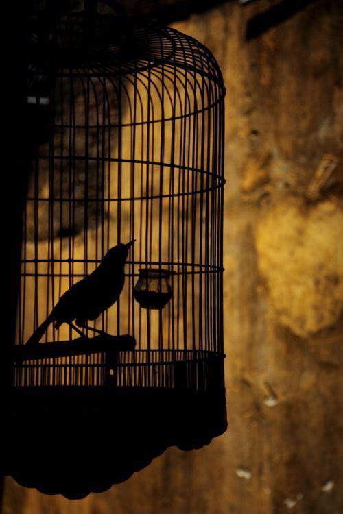 Fall of freedom