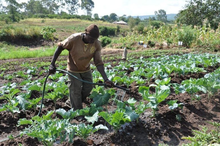 A file photo of a kale farmer. The Kenyan government is planning to implement a ban to over 3 million farmers from selling fruits and vegetables in Kenya.