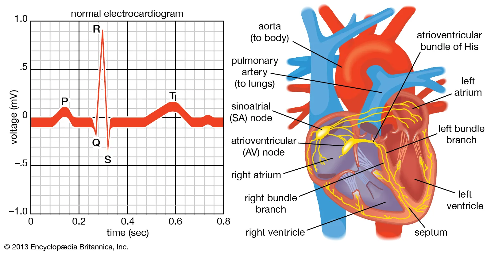 Cardiograms And Electrography