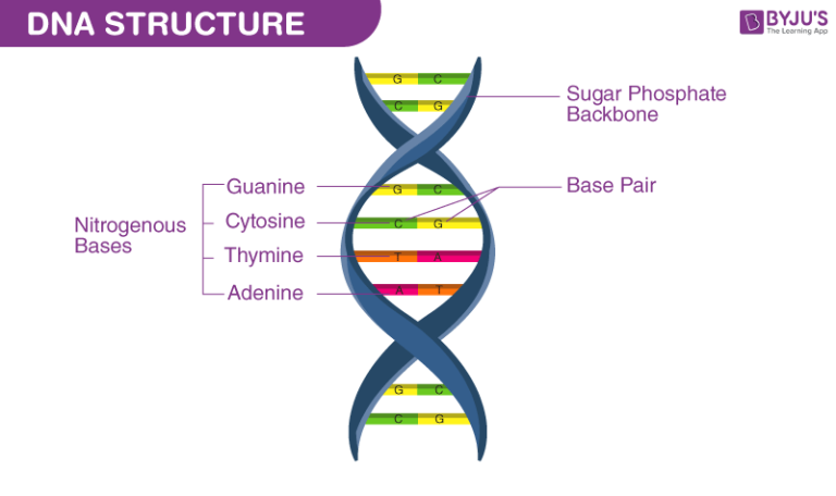 DNA