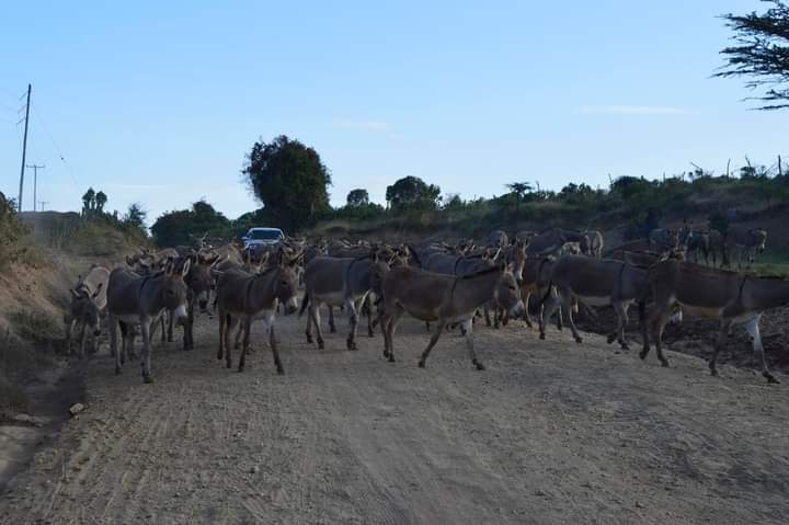 Donkeys