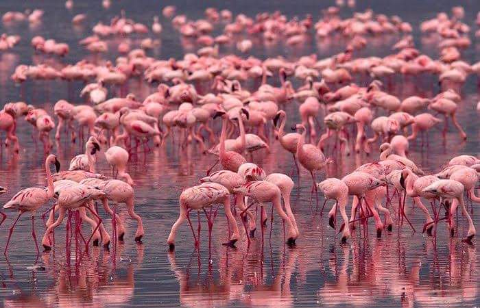 Flamingos at the Lake Nakuru National Park and Bird Sanctuary.