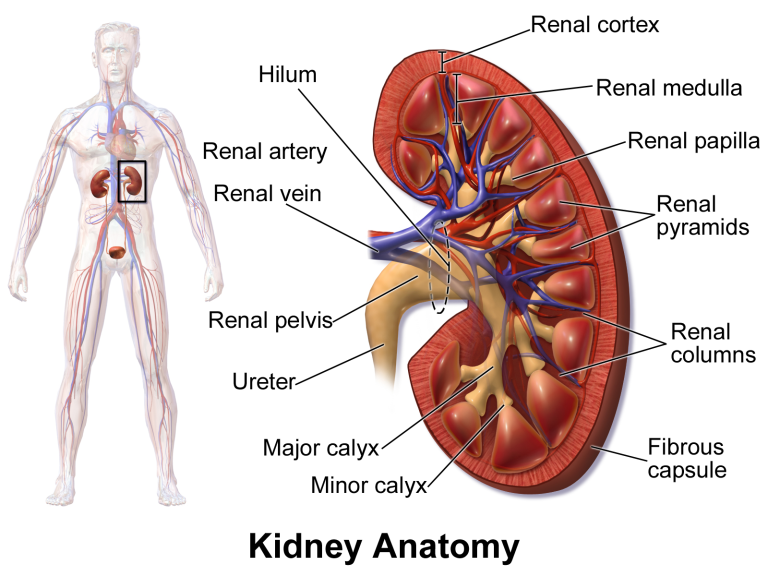Kidney Structure And Function