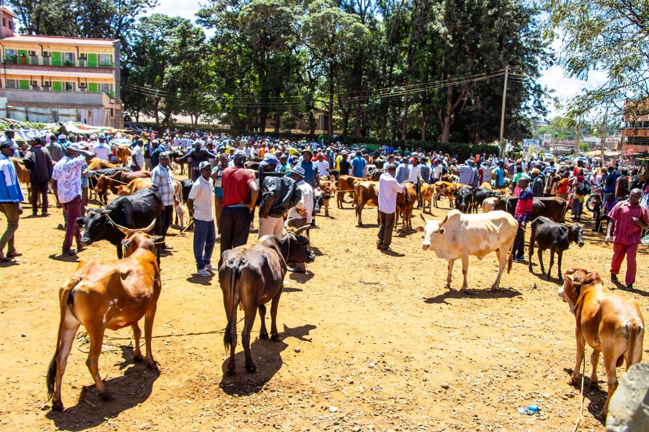 Kirinyaga County Livestock Farmers Trained on Animal Diseases In A Bid To Grow Dairy Farming