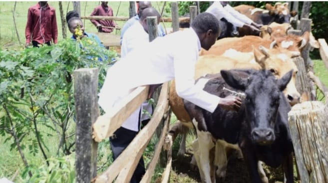 County Launches Mass Vaccination Campaign Against FMD And Rabies