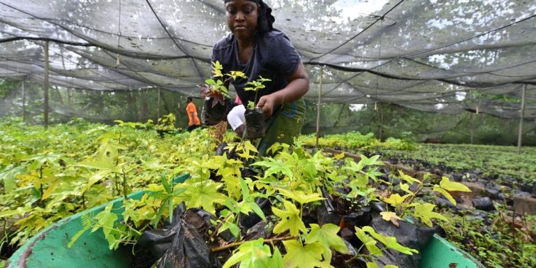 Empowering Women in Africa's Restoration Economy