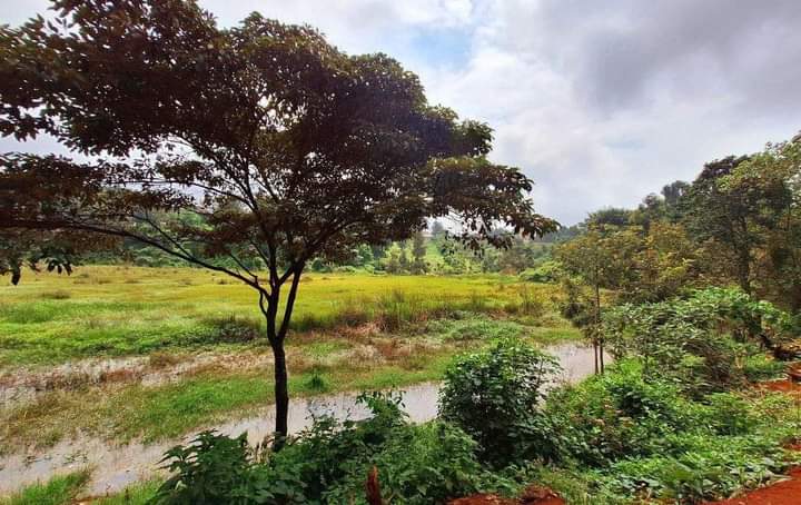 Ondiri Wetlands