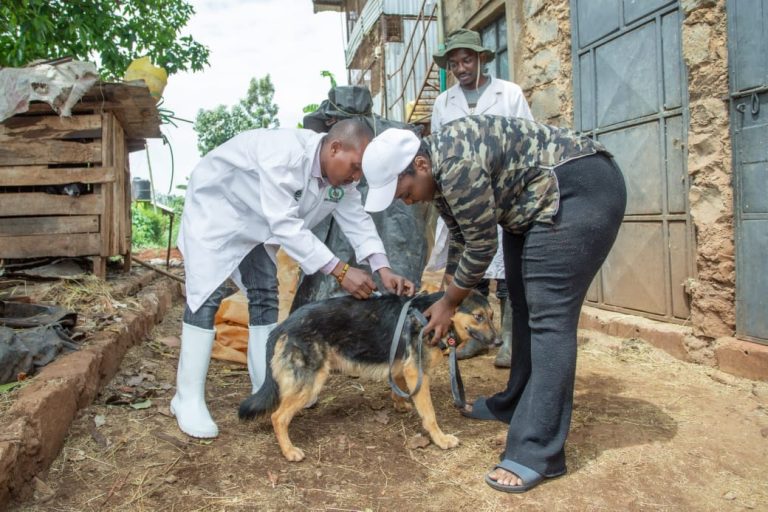 A veterinary officer vaccinating a dog