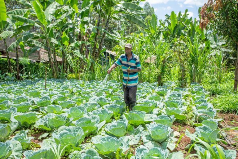 John Maina, a farmer from Kiriko village and a beneficiary of Kiamuka Irrigation Water Project in Kirinyaga.