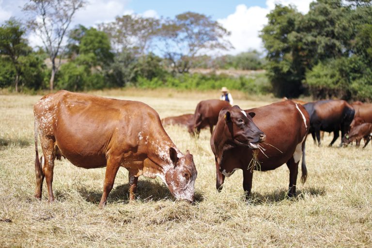 ILRI Joins $27.4M Global Effort to Curb Livestock Methane Emissions