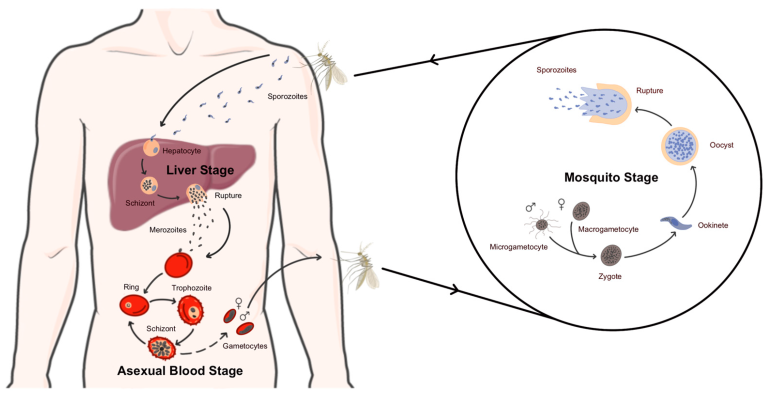 A Paradigm Shift in Malaria Treatment
