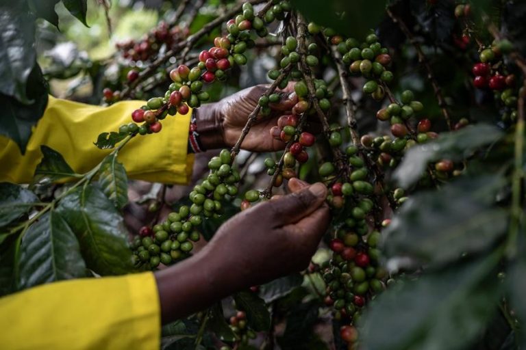 A farmer picks coffee berries in a coffee farm in Kirinyaga, Kenya