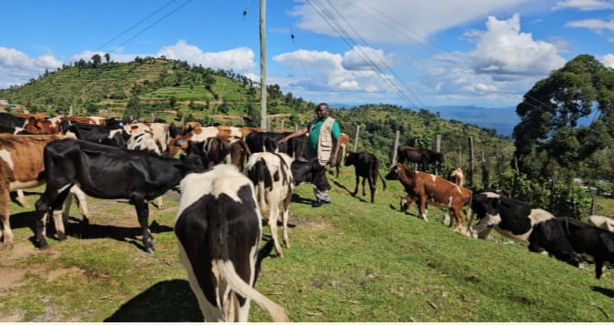 Challenges Facing Animal Feeds Industry In Nyahururu Town