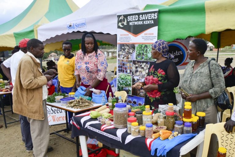 Farmers display indigenous seeds at a seed fair in Kikopey, Gilgil, Nakuru County.
