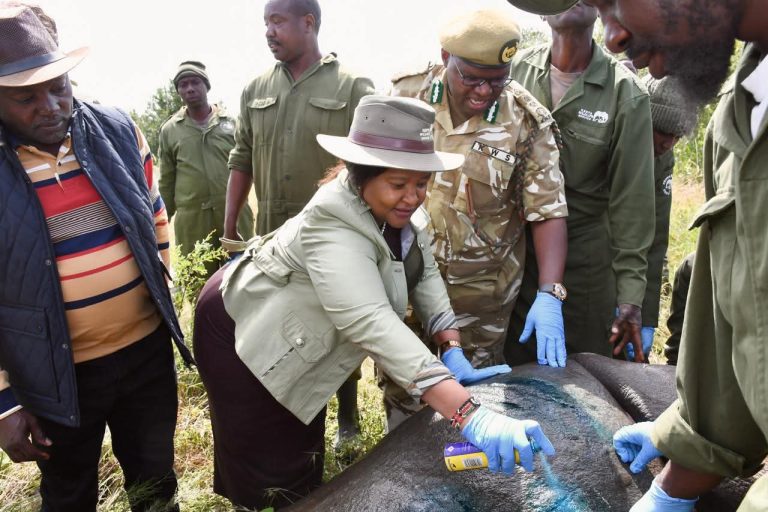 KWS And The Zeitz Foundation Lunch Historic Rhino Translocation To Segera Conservancy (3)