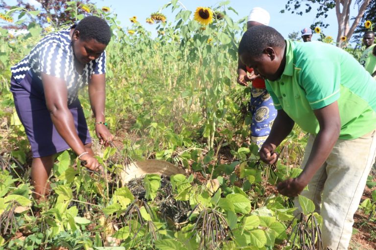 Mr Charles Kimathi and his wife harvesting green grams in their farm in Iga,bang'ombe ward in Tharaka Nithi County.