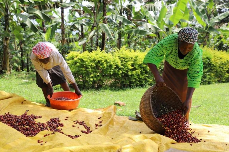 Women pour fresh coffee berries on a tarpaulin for sun-drying in a plantation near the town of Budadiri in the eastern Ugandan district of Sironko