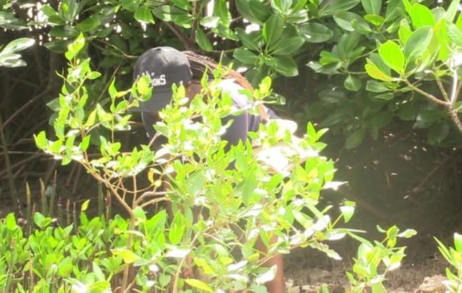 A resident tending mangrove trees